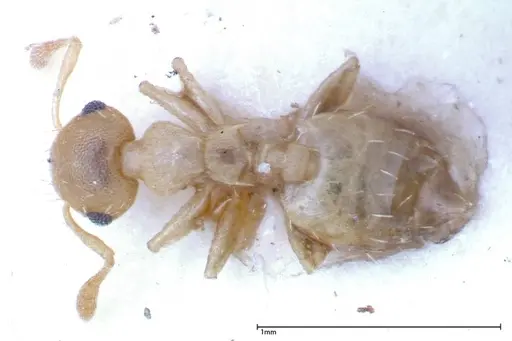Crematogaster schimmeri specimen FOCOL0255 image focol0255_1