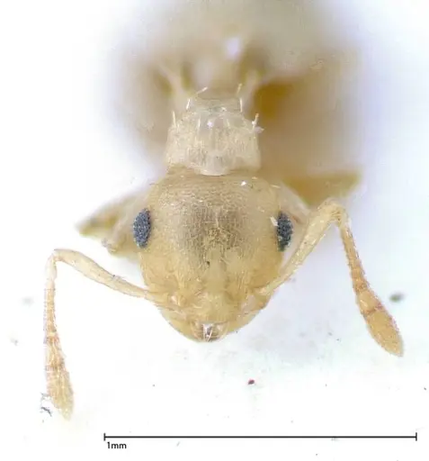 Crematogaster schimmeri specimen FOCOL0255 image focol0255_2