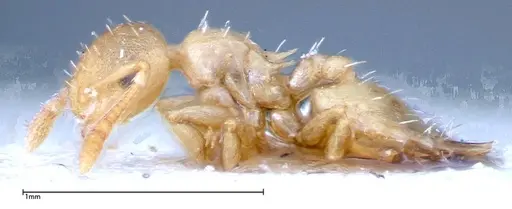 Crematogaster schimmeri specimen FOCOL0255 image focol0255_3