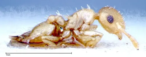 Crematogaster schimmeri specimen FOCOL0255 image focol0255_4
