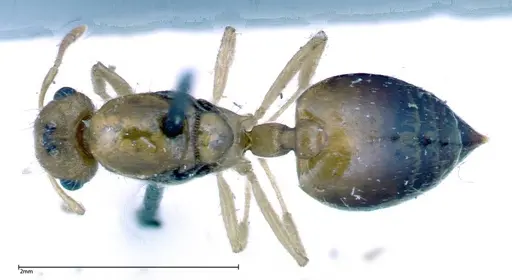 Crematogaster schimmeri specimen FOCOL0256 image focol0256_1