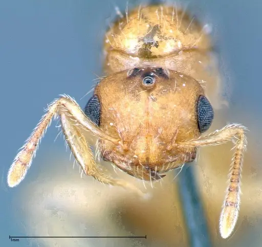 Crematogaster schimmeri specimen FOCOL0256 image focol0256_2