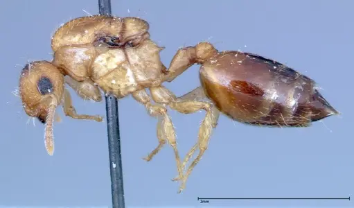 Crematogaster schimmeri specimen FOCOL0256 image focol0256_3