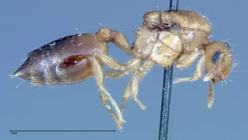 Crematogaster schimmeri specimen FOCOL0256 image focol0256_4