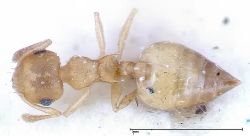 Crematogaster schimmeri specimen FOCOL0257 image focol0257_1