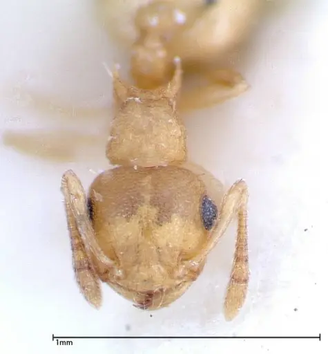 Crematogaster schimmeri specimen FOCOL0257 image focol0257_2