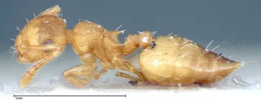 Crematogaster schimmeri specimen FOCOL0257 image focol0257_3