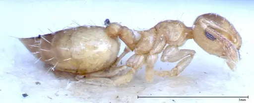 Crematogaster schimmeri specimen FOCOL0257 image focol0257_4