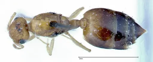 Crematogaster schimmeri specimen FOCOL0258 image focol0258_1