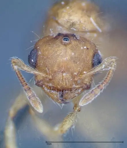 Crematogaster schimmeri specimen FOCOL0258 image focol0258_2