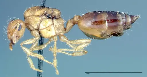 Crematogaster schimmeri specimen FOCOL0258 image focol0258_3