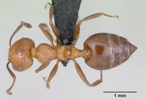 Crematogaster schmidti specimen CASENT0080779 image casent0080779_1