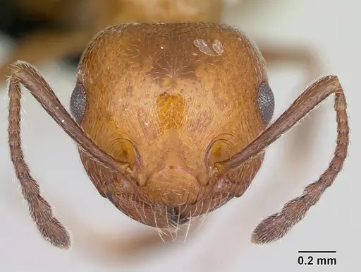 Crematogaster schmidti specimen CASENT0080779 image casent0080779_2