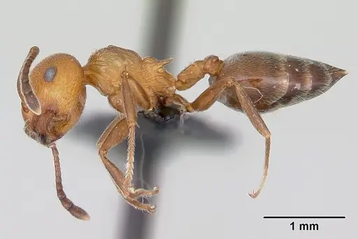 Crematogaster schmidti specimen CASENT0080779 image casent0080779_3