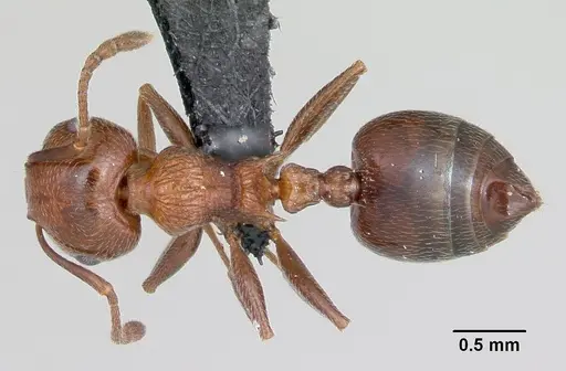 Crematogaster schmidti specimen CASENT0080805 image casent0080805_1