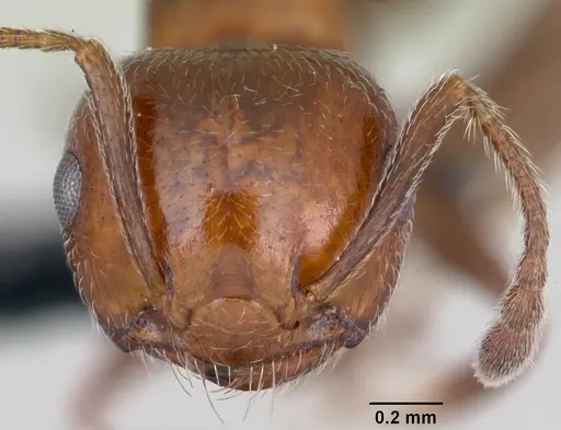 Crematogaster schmidti specimen CASENT0080805 image casent0080805_2