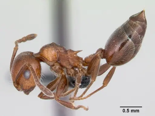 Crematogaster schmidti specimen CASENT0080805 image casent0080805_3