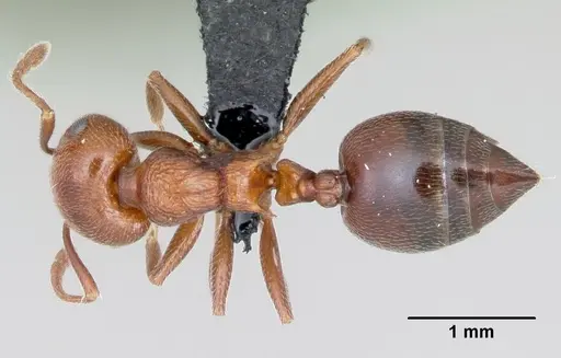 Crematogaster schmidti specimen CASENT0080810 image casent0080810_1