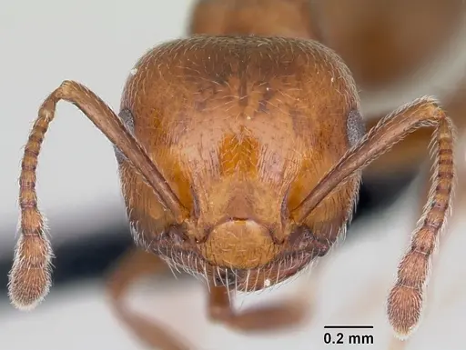 Crematogaster schmidti specimen CASENT0080810 image casent0080810_2