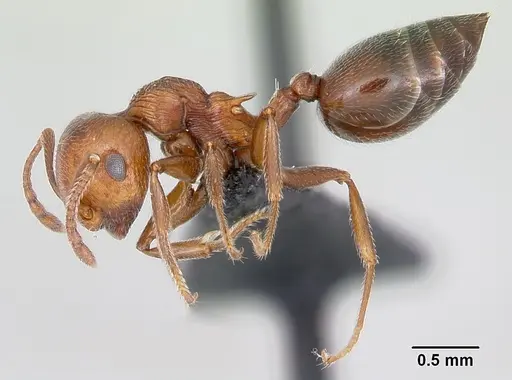 Crematogaster schmidti specimen CASENT0080810 image casent0080810_3