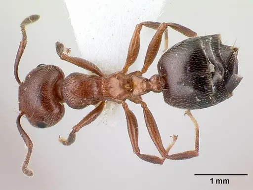 Crematogaster schmidti specimen CASENT0179891 image casent0179891_1