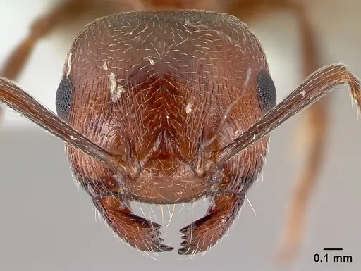 Crematogaster schmidti specimen CASENT0179891 image casent0179891_2