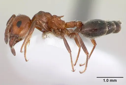 Crematogaster schmidti specimen CASENT0179891 image casent0179891_3
