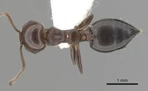 Crematogaster schmidti specimen CASENT0249409 image casent0249409_1