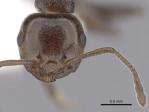 Crematogaster schmidti specimen CASENT0249409 image casent0249409_2