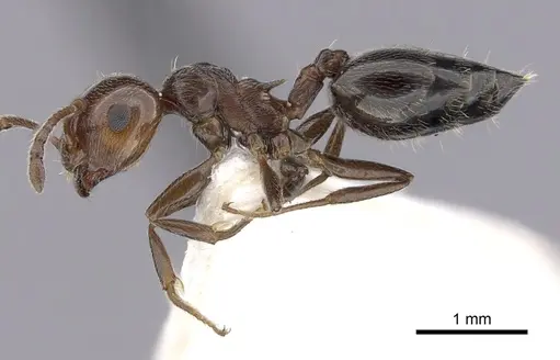 Crematogaster schmidti specimen CASENT0249409 image casent0249409_3