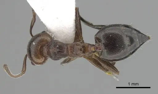 Crematogaster schmidti specimen CASENT0249426 image casent0249426_1