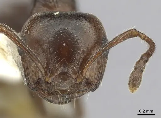 Crematogaster schmidti specimen CASENT0249426 image casent0249426_2