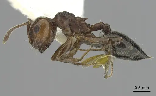 Crematogaster schmidti specimen CASENT0249426 image casent0249426_3