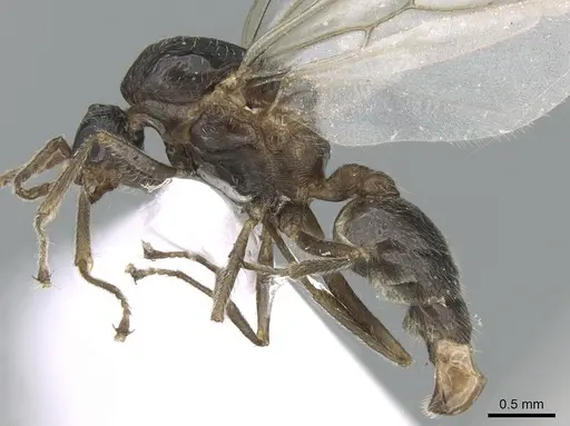 Crematogaster schmidti specimen CASENT0906106 image casent0906106_3