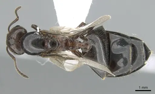 Crematogaster schmidti specimen CASENT0906107 image casent0906107_1