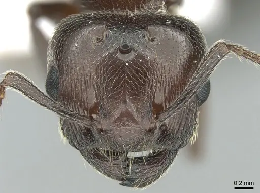 Crematogaster schmidti specimen CASENT0906107 image casent0906107_2