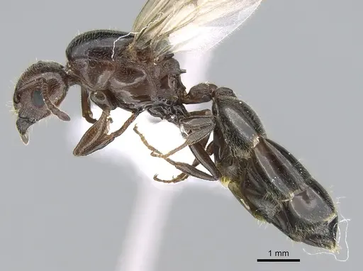 Crematogaster schmidti specimen CASENT0906107 image casent0906107_3