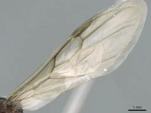 Crematogaster schmidti specimen CASENT0906107 image casent0906107_4