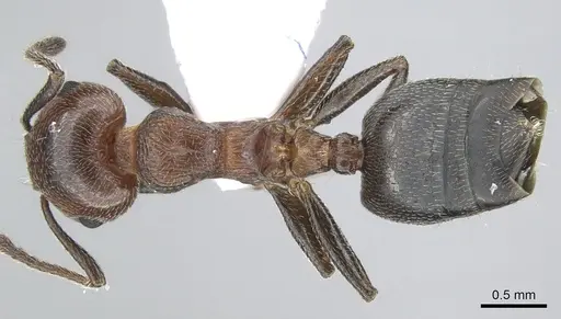Crematogaster schmidti specimen CASENT0906108 image casent0906108_1
