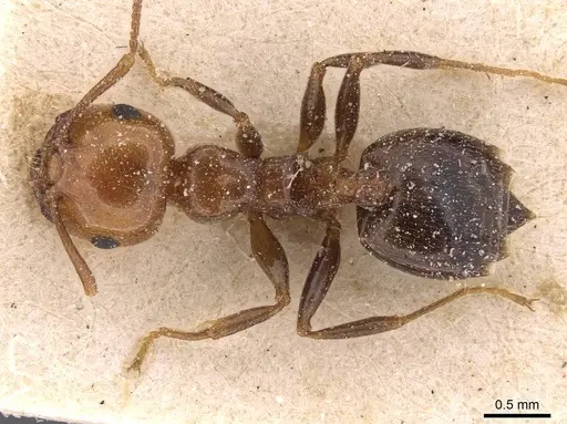 Crematogaster schmidti specimen CASENT0907631 image casent0907631_1