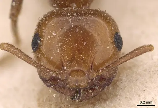 Crematogaster schmidti specimen CASENT0907631 image casent0907631_2