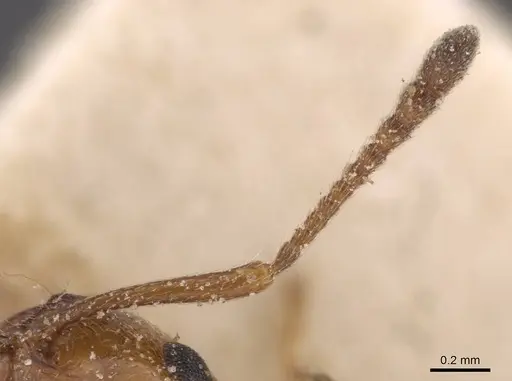 Crematogaster schmidti specimen CASENT0907631 image casent0907631_3