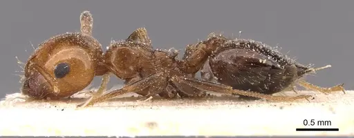 Crematogaster schmidti specimen CASENT0907631 image casent0907631_4