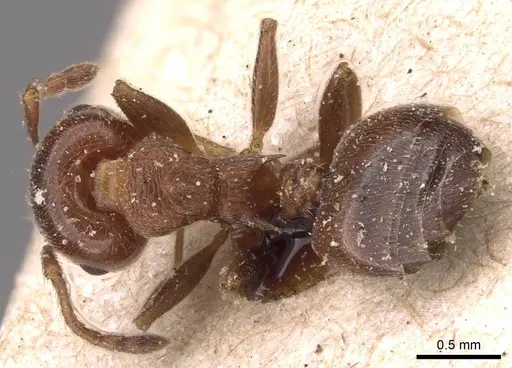Crematogaster schmidti specimen CASENT0908487 image casent0908487_1