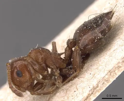 Crematogaster schmidti specimen CASENT0908487 image casent0908487_3