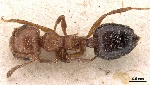 Crematogaster schmidti specimen CASENT0908488 image casent0908488_1