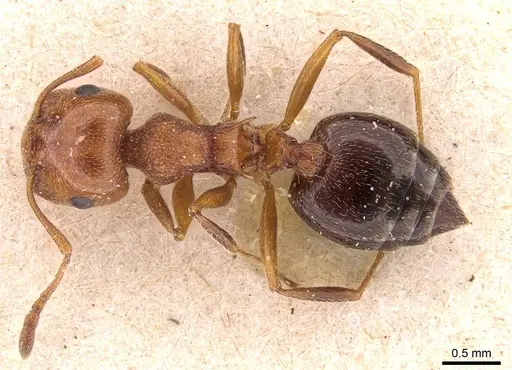 Crematogaster schmidti specimen CASENT0908490 image casent0908490_1