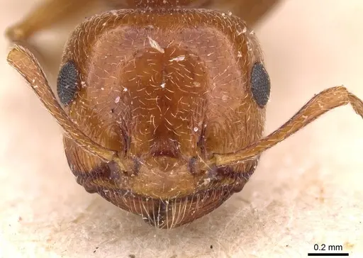 Crematogaster schmidti specimen CASENT0908490 image casent0908490_2