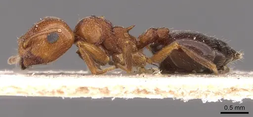 Crematogaster schmidti specimen CASENT0908490 image casent0908490_3