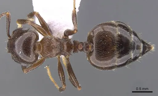 Crematogaster schmidti specimen CASENT0910241 image casent0910241_1